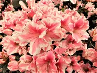 DSCI1087 (2).webp