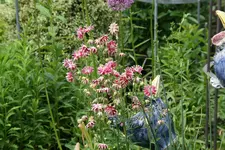 Akeleien0416.webp