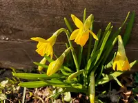 Mini-Narzissen a.webp