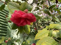 CD83E43C-2EF1-4590-AEFE-553B6CC861C4.jpeg