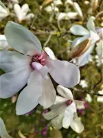 IMG_20210328_173332.webp