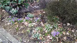 Krokus.webp