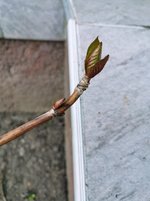 IMG_20230308_174305.jpg