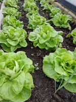 Salat2023.webp