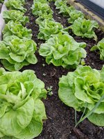 Salat2023.jpg