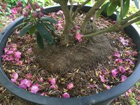 Rhodo-Wurzel im Kübel.jpg