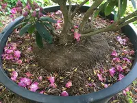 Rhodo-Wurzel im Kübel.jpg