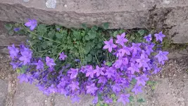 DSC_0594 (5).webp