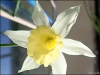 c066.webp