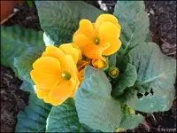 c067.webp