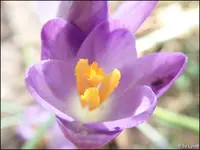 c068.webp