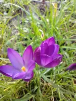 IMG_20230311_124242.webp