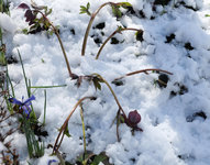 Lenzrose im Schnee 20230311.jpg