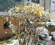 Forsythien-Blüte im Schnee 20230311.jpg