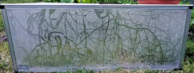 Schneckenspuren.webp