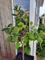 Lemonbaum 14.03.2023.jpeg
