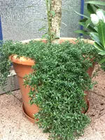 Steinbergia.jpg Steinbergia.jpg