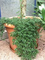 Steinbergia.jpg