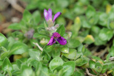 Blaukissen violett 20230313.jpg