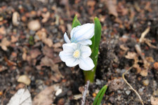 Pushkinella 20230313.jpg