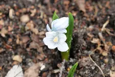 Pushkinella 20230313.webp