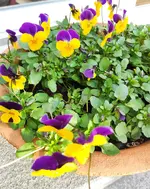 Gallery_1678808145225.jpg