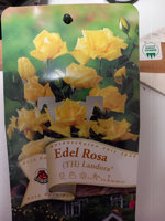 Rose1.jpg