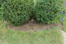 Schneeglöckchen Sp 20230313.jpg
