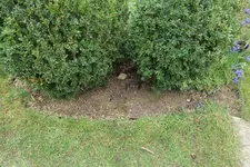 Schneeglöckchen Sp 20230313.jpg