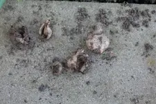 Schneeglöckchen plena Narzissenfliege 2.jpg