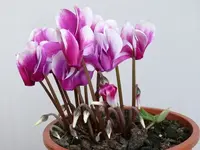 2022CyclameNov.webp