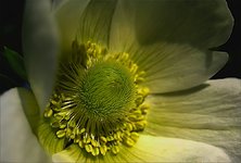 anemone.jpg