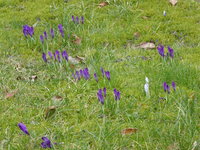 P1000398Krokusse.JPG