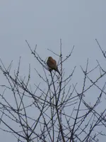 P1000411Turmfalke.JPG
