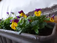 P1000425Hornveilchen.JPG