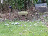 P1000428Schneeglöckchen und Krokusse.JPG