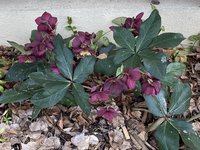 Helleborus-'Ice N Roses' 2023-03.jpg