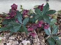 Helleborus-'Ice N Roses' 2023-03.jpg