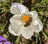 Krokus mit Biene.jpg
