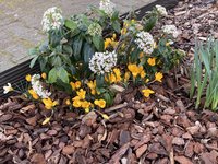 Viburnum Tinus_Crocusse.jpg