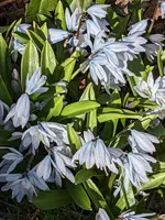 Scilla (2).jpg