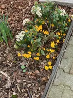 Viburnum Tinus_Crocusse_02.jpg