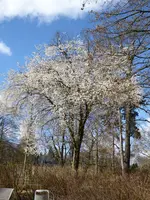 P1000429.webp