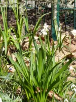 P1000435Sommerknotenblume.webp