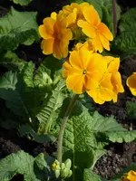 P1000441.webp