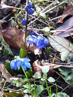 P1000443Scilla sibirica.JPG