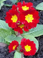 P1000446.webp