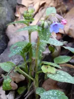 P1000478Lungenkraut.webp