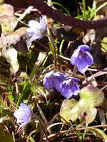 P1000491blaues Leberblümchen.JPG