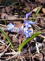 P1000518Scilla Bifolia.JPG